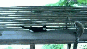 181d9c3db0234dfe02f59d9440743a3c.gif