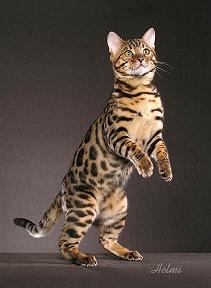 spotted-tabby-bengal-cat.JPG