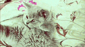 гифки-котэ-песочница-фейспалм-555601.gif
