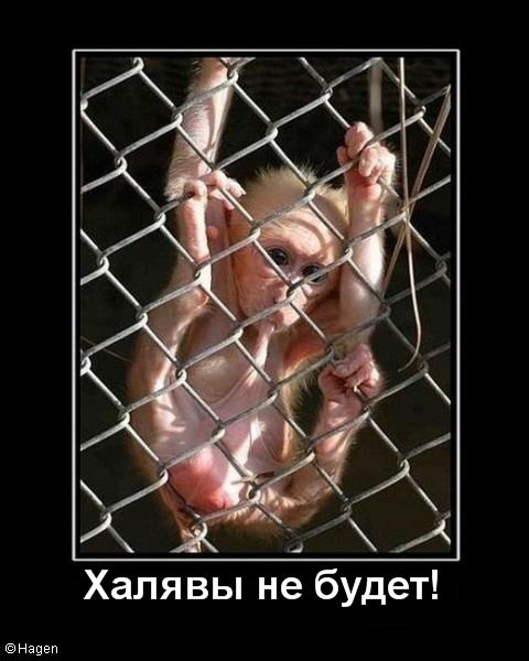 monkey.jpg