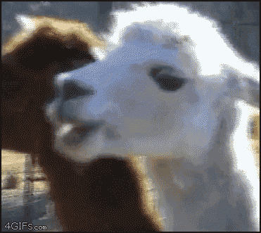 showimg_8.gif