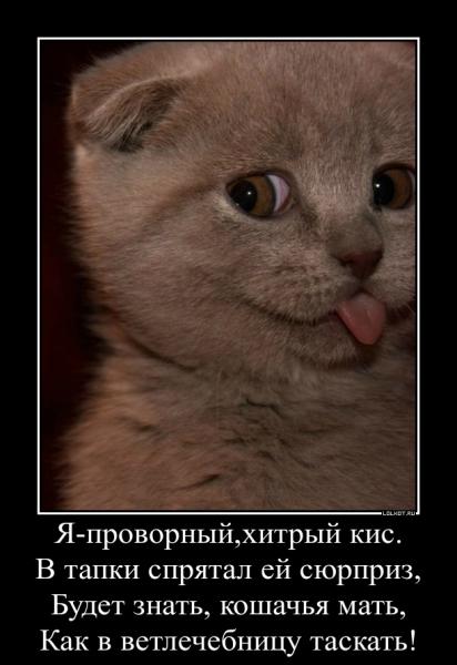 provornyy-hitryy-kis_1351657968.jpg