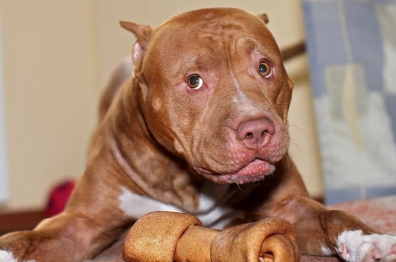 питбуль для форума.jpg