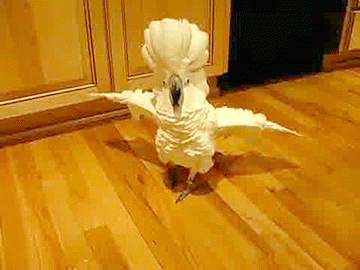 gifki-popugay-799778.gif