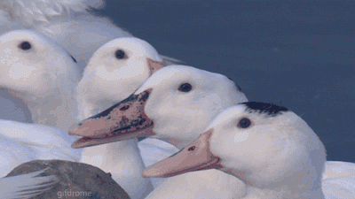 143467375415576272.gif