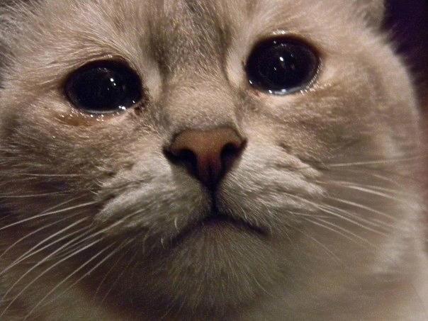 кот.jpg