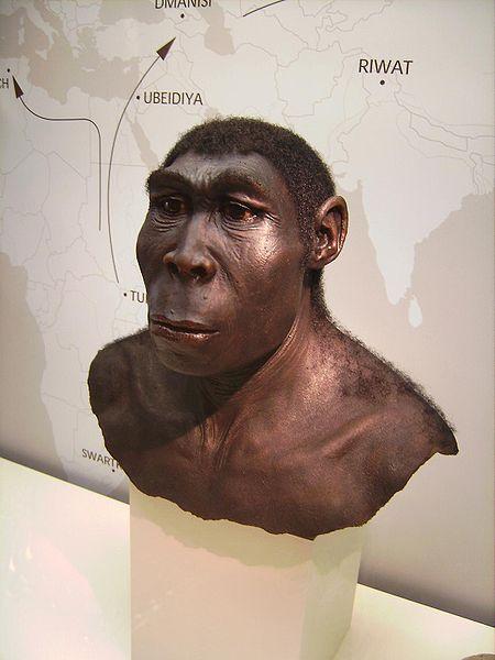 450px-Homo_erectus.JPG