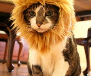 Lion-Hat-300x250.jpg