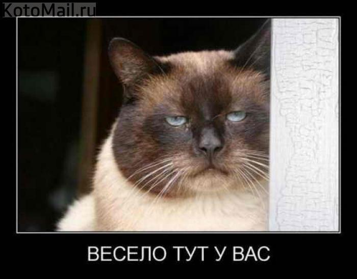 Весело тут у вас.jpg