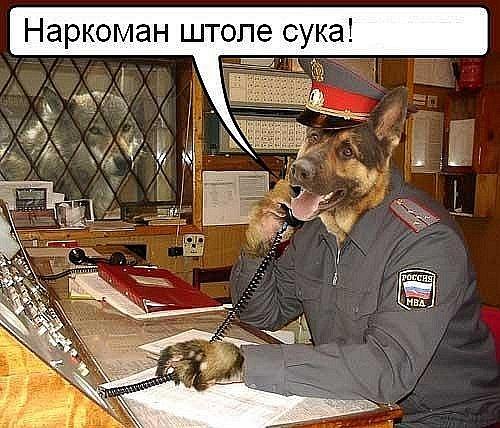 Картинки с тамбовским волком прикольные, открытки днем