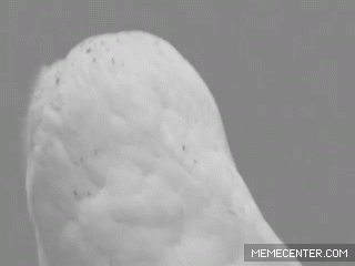 7.gif