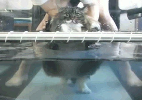 гифки-котэ-229955.gif