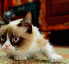 гифки-котэ-Grumpy-Cat-623824.gif